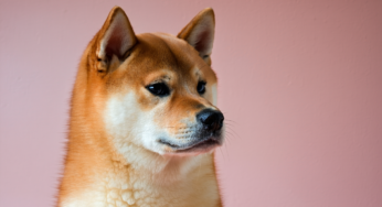 Shiba Inu Dog Breed Guide: Traits, Care, and Temperament